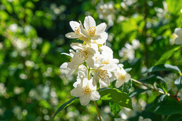 Blooming white flowers in sunlit garden setting. Philadelphus lewisii, the Lewis' mock-orange,...