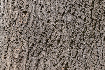 Close-up texture of rough tree bark pattern