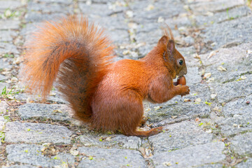 Red squirrel holding acorn on cobblestone path in park setting