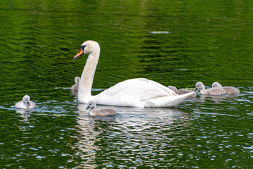 Graceful swan with seven cygnets on a serene green lake. The mute swan