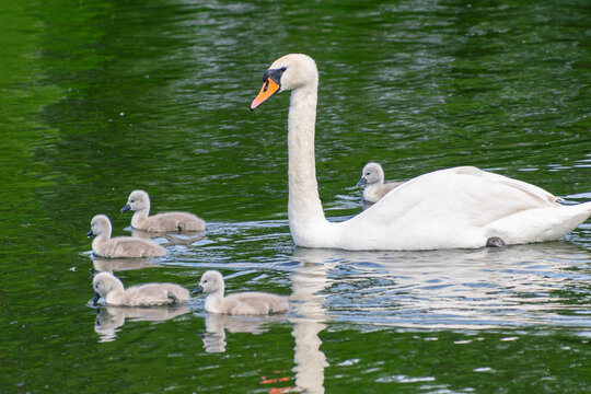 Adult swan and five cygnets swimming peacefully on a green lake surface. The mute swan