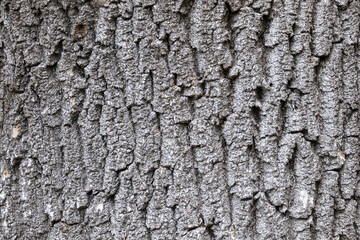 Close-up of rough tree bark texture in nature