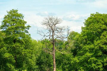 Fototapeta premium Barren tree in lush green forest under clear blue sky