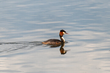 Great crested grebe swimming in tranquil lake waters