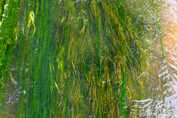 Lush green water plants with flowing river algae