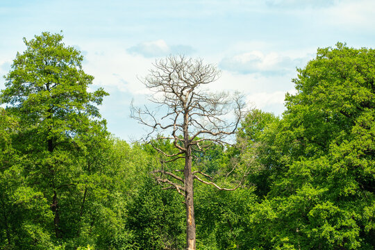 Barren tree in lush green forest under clear blue sky - Powered by Adobe