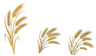 Golden Wheat Stalks Harvest Ready on white background