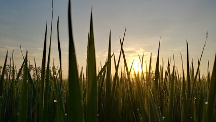 Serene Rice Field Morning Glow. Low-angle view of a peaceful rice field bathed in warm morning light. Dew on the leaves shimmers, enhancing the tranquil, fresh feel of this lush agricultural scene