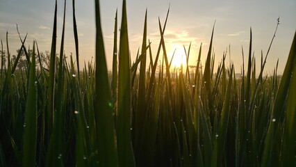 Macro shot of morning dew on young rice leaves, backlit by the rising sun highlighting water clarity and leaf texture. Perfect for themes of freshness, nature, and morning beauty.