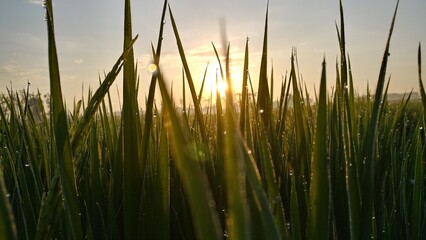 Close-up of green rice stalks lit by golden sunrise, with dewdrops glowing—capturing the freshness of a new day. Perfect for themes of nature, agriculture, or peaceful mornings