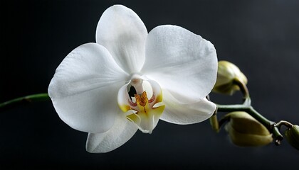 Obraz premium White Orchid Against Dark Background. Generated image