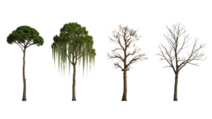 Four Stages of Tree Life Cycle Lush Green, Weeping Branches, Autumn Decline, and Winter Barrenness