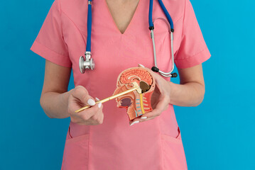 Doctor pointing Anatomical model human head in medical clinic.