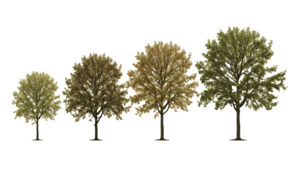 Stages of Tree Growth From Sapling to Mature Tree