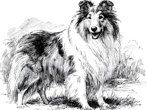A beautiful rough collie dog with long flowing fur stands gracefully in a sketched grassy outdoor field.
