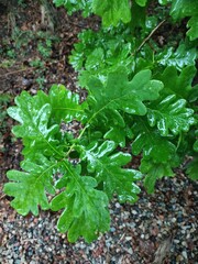 green leaves in the garden. wet green oak leaves.