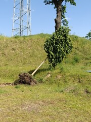 a small tree uprooted from the ground by a large storm. natural disasters