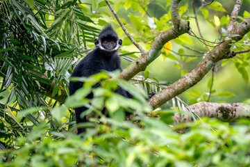 Hatinh Langur - Trachypithecus hatinhensis, beautiful highly threatened black Asian primate native to limestone forests in central Vietnam.