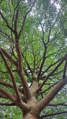 old tree in the forest