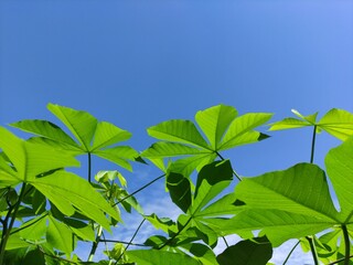 green leaves against blue sky