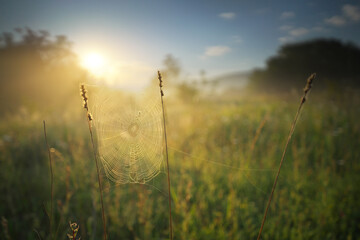 Foggy sunrise in a meadow with spider cobwebs in the foreground.