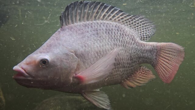 Close-up of a tilapia fish swimming through cloudy freshwater, filmed in macro with visible texture and body movement.