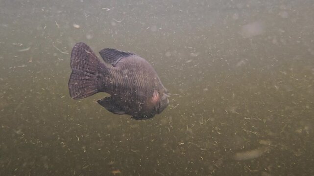 Tilapia swims slowly in murky water, visible scales and fins moving gently, shot in macro with slow motion underwater footage.