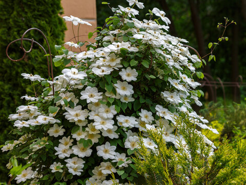 Large-flowered white clematis Guernsey Cream are blooming in the garden