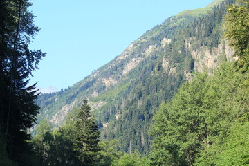 coniferous forested slopes of the caucasian mountains in dombai midsummer