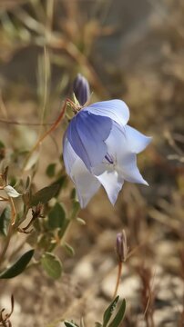 Close-up of a sandhill harebell wildflower with closed buds growing on sandy ground