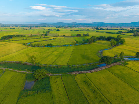 Fototapeta Green paddy rice plantation field agricultural industry