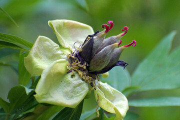 blumendeko