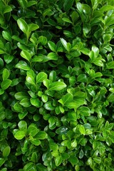 Obraz premium Vibrant green foliage with glossy leaves creating a dense and lush hedge
