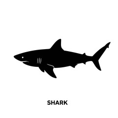 Black silhouette of a shark on white background vector illustration