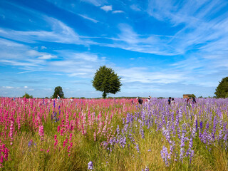 Fields of deep pink and purple delphiniums at Wyke Manor Estate (Worcestershire, England, United Kingdom)