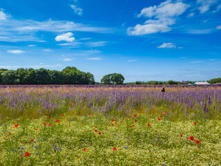 Mixed wildflowers and colorful Delphiniums at Confetti Flower Field (Worcestershire, England, United Kingdom)