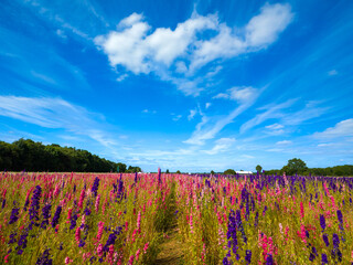 Field of vibrant coloured delphiniums with a path running through the middle (Worcestershire, England, United Kingdom)