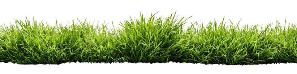 Obraz premium Fresh lawn grass edge, wild uneven height, springtime look, isolated on a Transparent background, PNG file, for natural design use