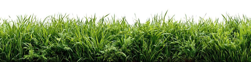 Fresh lawn grass edge, wild uneven height, springtime look, isolated on a Transparent background, PNG file, for natural design use