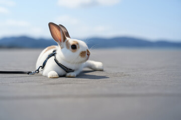small rabbit laying on ground wearing black harness.
