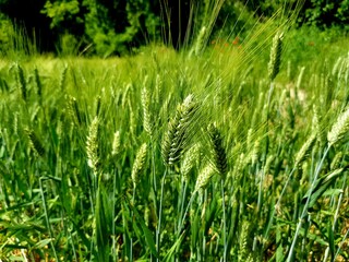 Green wheat field on a sunny day in summer. Selective focus.