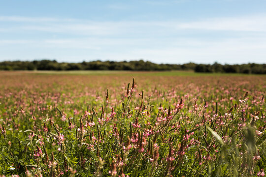 Grand champ de fleurs ensoleill&eacute;es en campagne dans un paysage verdoyant avec des arbres et un ciel bleu en arri&egrave;re plan