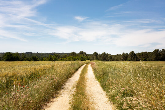 Chemin de terre en campagne au milieu des champs de c&eacute;r&eacute;ales avec for&ecirc;t verte et ciel bleu en arri&egrave;re plan