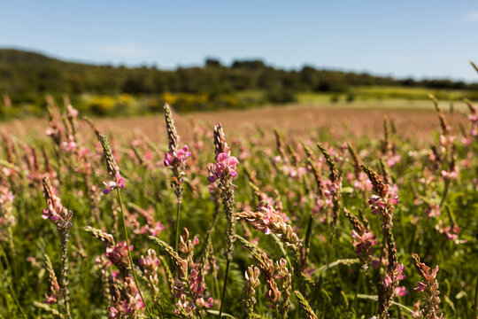 Fleurs dans un champ ensoleill&eacute; en premier plan dans un paysage de campagne vert avec arbres et ciel bleu en arri&egrave;re plan


