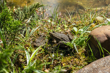 Two frog is among lush vegetation and moss near shallow body of water, blending seamlessly with its natural surroundings. Blurred background. Selective focus. background. Nature concept for design