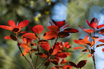 Vibrant red leaves on branches  of Cotinus coggygria Royal Purple (Rhus cotinus, European smoketree), set against softly blurred green and blue background, highlighting vivid colors of nature.