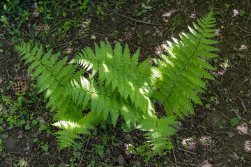 Bright green leaves of Matteuccia struthiopteris (ostrich fern, fiddlehead fern or shuttlecock fern) grow on forest floor. Fern leaves surrounded by small plants and twigs..Design concept Nature