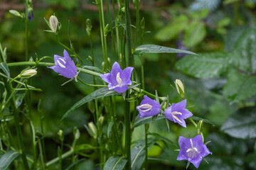 Delicate purple bell-shaped flowers with white centers, surrounded by lush green foliage and buds, creating a serene and natural scene. Nature concept for design