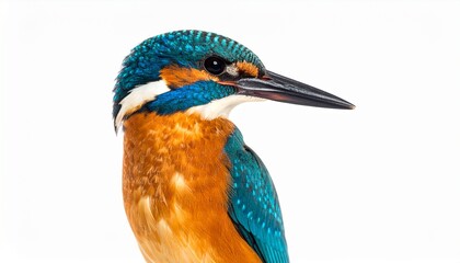 Obraz premium A stunning close-up of a common kingfisher captured with sharp detail against an isolated white background, highlighting its vibrant plumage and intricate features.
