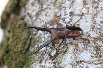 Peleng Metallic Stag Beetle (Cyclommatus metallifer finae) male in Indonesia